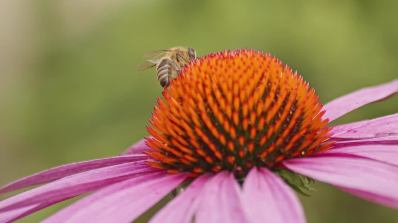 macro de una abeja silvestre ocupada recolectando néctar de la coneflower naranja contra un fondo verde borroso