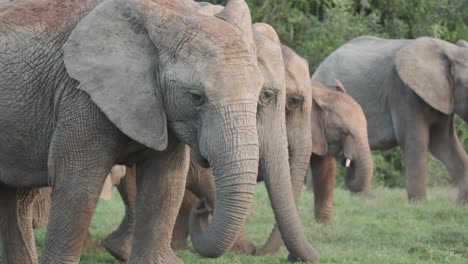 close-up shot of a line of elephants walking together in the grasslands of addo elephant park, south africa.