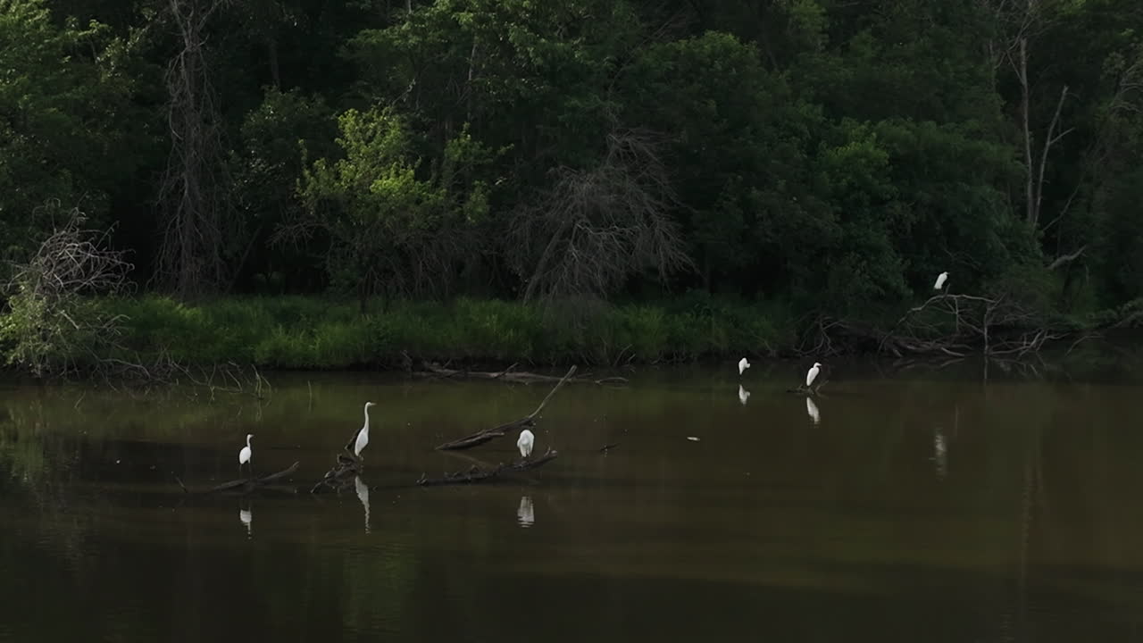 большие эгреты отдыхают на спокойных озерных болотах недалеко от ламара, округ бартон, штат миссури, сша