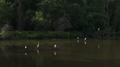 Great-Egrets-Resting-On-Tranquil-Lake-Swamps-Near-Lamar,-Barton-County,-Missouri,-United-States