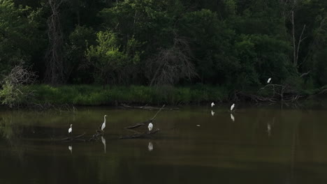 grandes garzas descansando en los tranquilos pantanos del lago cerca de lamar, condado de barton, missouri, estados unidos