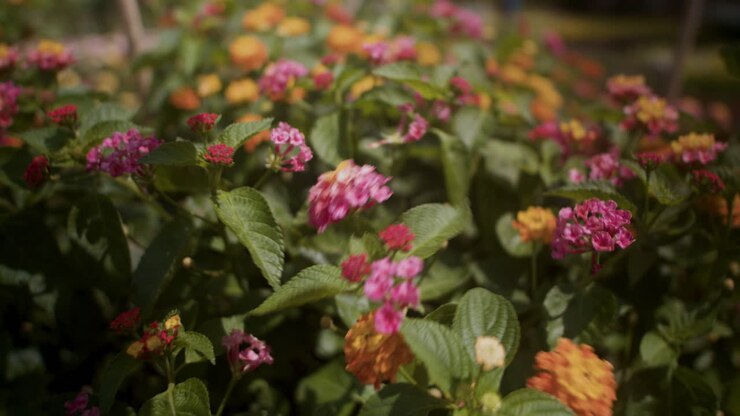 Flores coloridas al aire libre