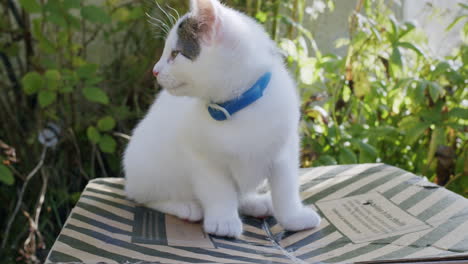 Cute-white-kitten-on-a-box-outside-in-the-garden-on-a-sunny-day