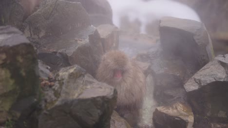 japanese macaque resting in steam of boiling geothermal water, jigokudani