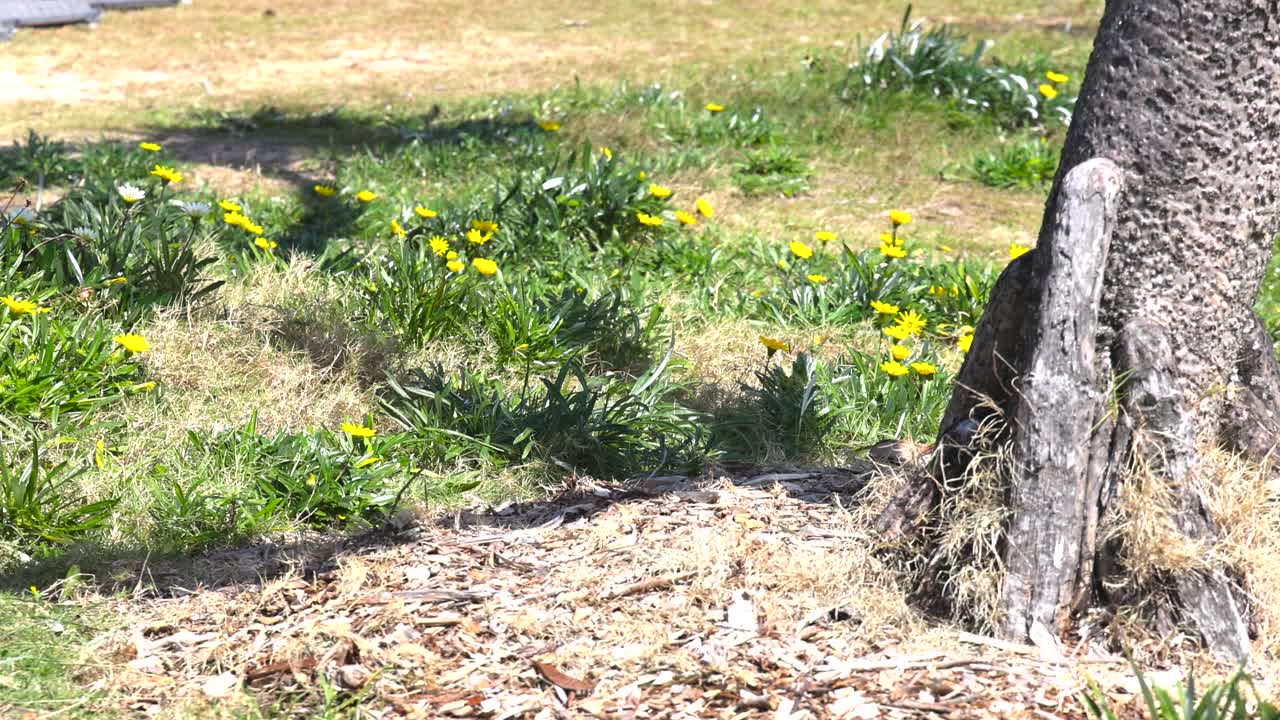 flores amarillas floreciendo cerca de un tronco de árbol