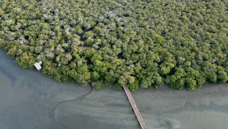 the top view of the kalba mangrove, also known as khor kalba, is located in the northern emirates of sharjah, united arab emirates