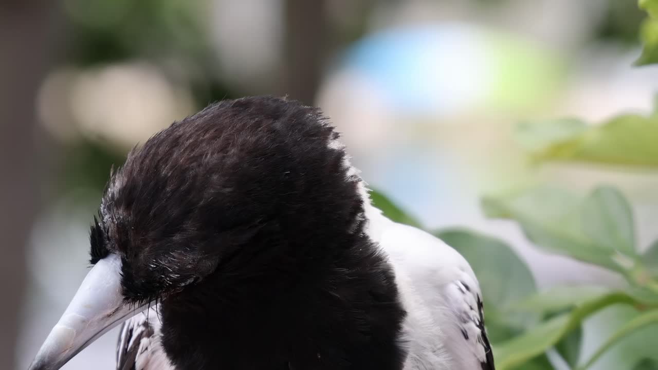 초록색 잎자루 근처를 둘러보는 새