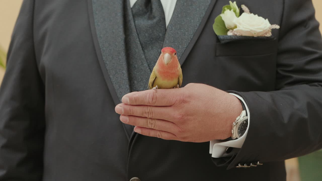 Colorful lovebird resting on groom’s hand in elegant suit