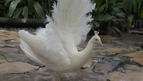 a static shot of a white albino peacock