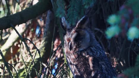 Búho-Real-Euroasiático-En-El-árbol-En-La-Tarde-Soleada,-Pájaro-En-Hábitat-Natural,-Cerrar