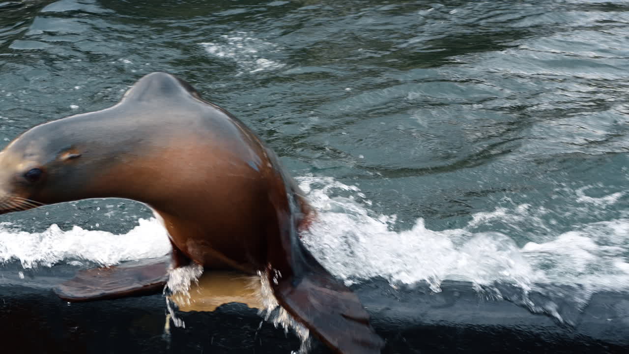 Sälar simmar och leker i vattnet i en marinpark under en solig eftermiddag. Två sälar simmar och plaskar i vattnet i en marinpark en solig eftermiddag