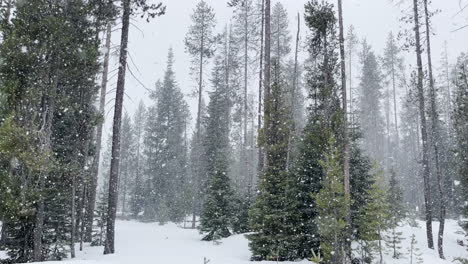 fairytale beautiful forest background with pine trees in winter