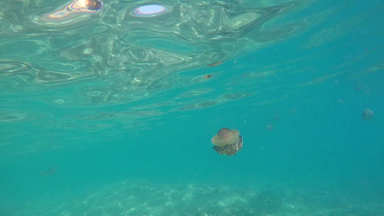 지중해의 해수면에 떠 있는 튀긴 계란 해파리의 클로즈업