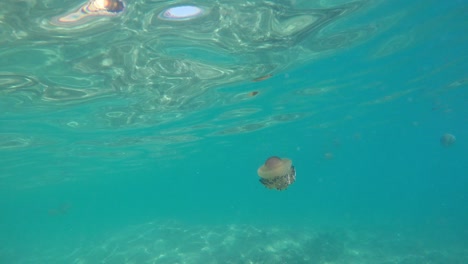 Primer-Plano-De-Medusas-De-Huevo-Frito-Flotando-En-La-Superficie-Del-Mar-En-El-Mar-Mediterráneo