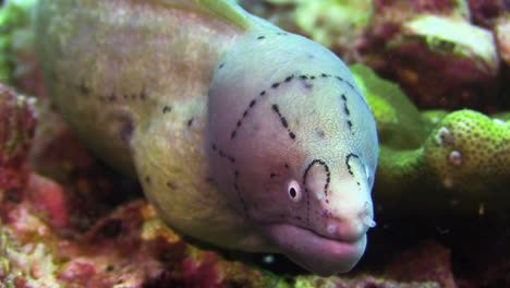 Juvenile-Peppered-moray-eel-with-characteristic-face-pattern-consisting-of-dark-dots-in-horizontal-and-vertical-rows-and-circles