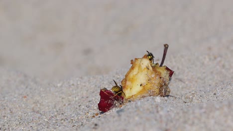 Close-shot-for-two-wasps-eating-leftover-apple-fruit-on-sand-beach