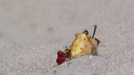 Nahaufnahme-Für-Zwei-Wespen,-Die-übrig-Gebliebene-Apfelfrüchte-Am-Sandstrand-Essen