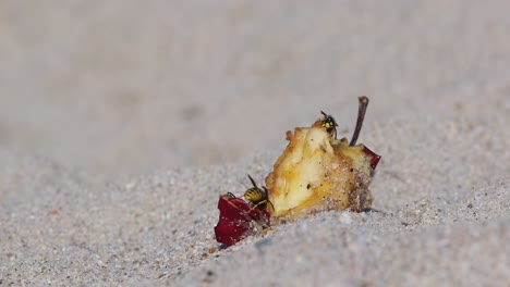 primer plano de dos avispas comiendo manzanas sobrantes en la playa de arena