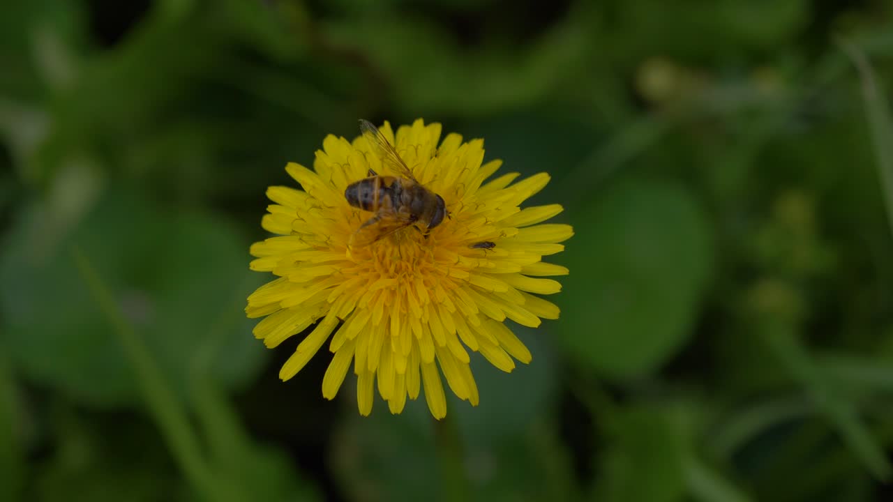 Un bombo impollina piante di dente di leone. Sfondo di campo verde