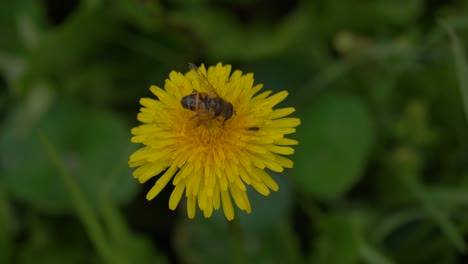 El-Abejorro-Poliniza-Las-Plantas-De-Diente-De-León.-Fondo-De-Campo-Verde