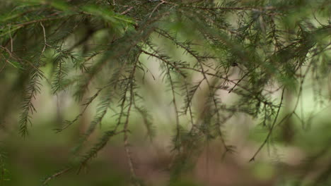 close up of leaves growing on branches of evergreen pine tree in forest