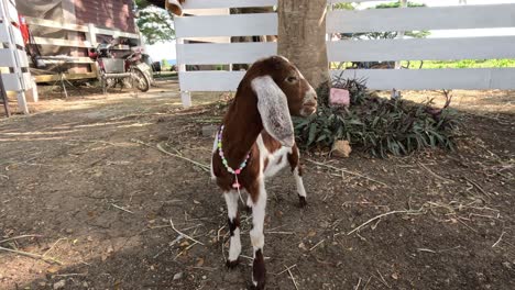 goat with necklace moves around farm setting.