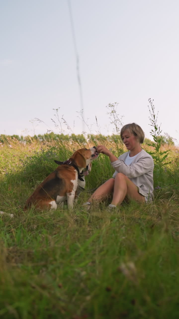 두 개의 개와 함께 잔디에 앉아있는 반려동물 애호가, 다른 개가 지켜보는 동안 개 입에 손을 치며, 빛의 야외 환경에서 자연에 둘러싸인 유대감의 행복한 순간