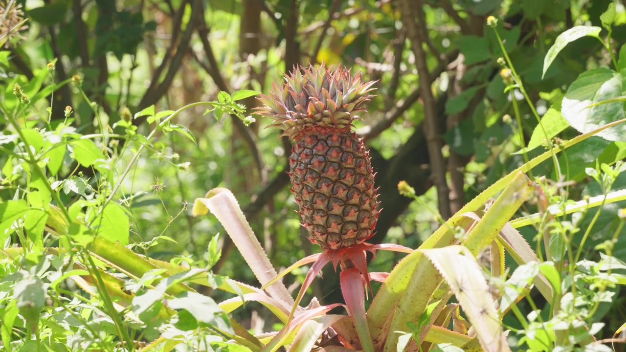 Giovane frutto di ananas, ananas comosus, che cresce su uno stelo circondato da un fogliame verde vibrante.