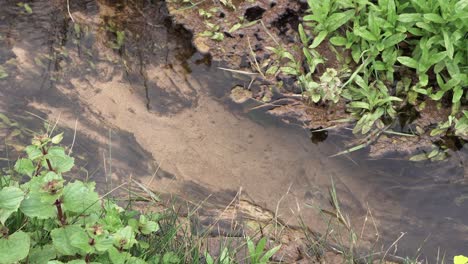 Static-shot-of-a-small-stream-near-a-beach-with-a-sandy-riverbed