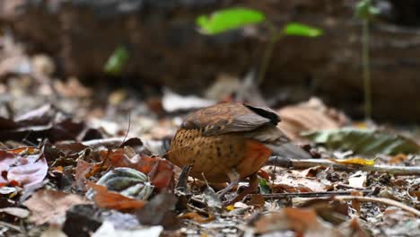 Pitta-De-Orejas,-Hydrornis-Phayrei,-Tailandia