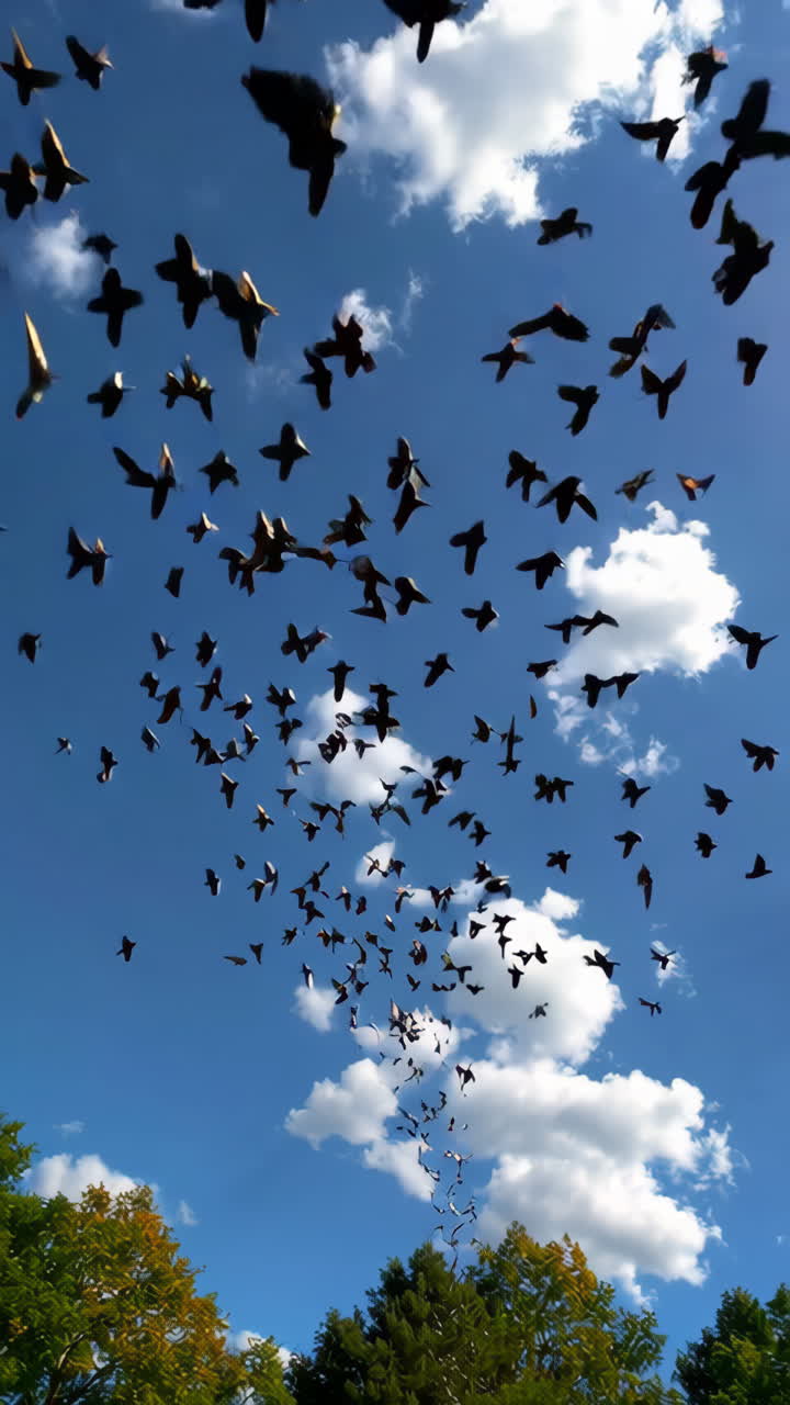 Flock of Birds Soaring in the Sky
