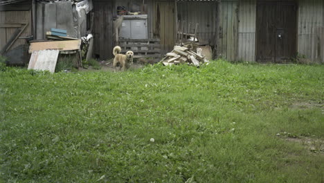 Perro-Enojado-Encadenado-Ladrando-Por-Una-Perrera