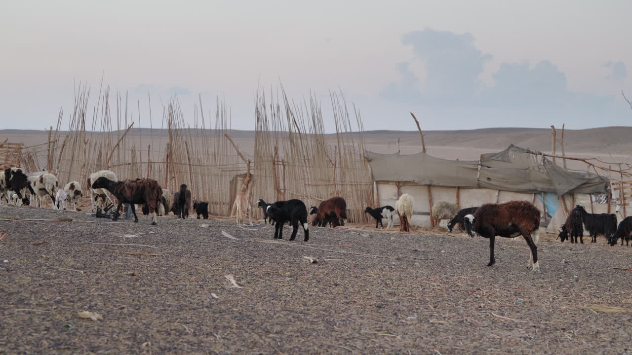 Gregge beduino di pecore e capre al pascolo vicino a un tradizionale insediamento nel deserto in Egitto.