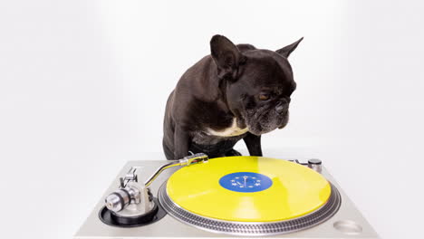 dj bulldog francés con auriculares y tocadiscos