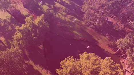 video of overhead view of birds flying over trees in park