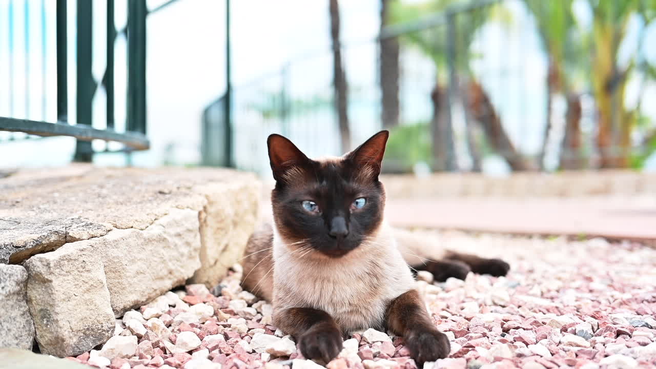 Gatto siamese che gioca all'aperto in Spagna, slow motion