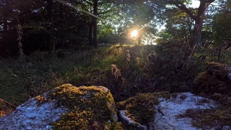 glowing sunlit lichen covered rock wall overlooking lush overgrown woodland wilderness