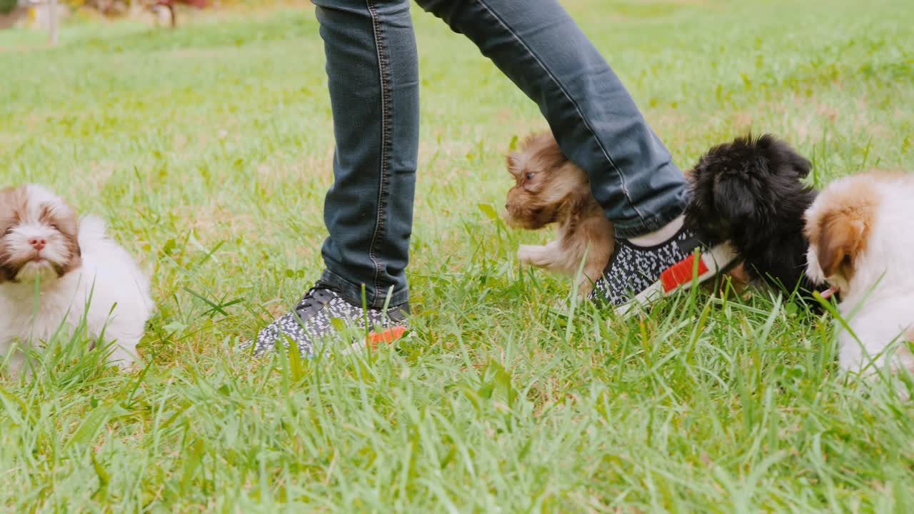 몇 마리의 강아지들이 주인을 위해 잔디에서 재미있게 뛰고, 마당에서 귀여운 애완동물과 놀고 있습니다.