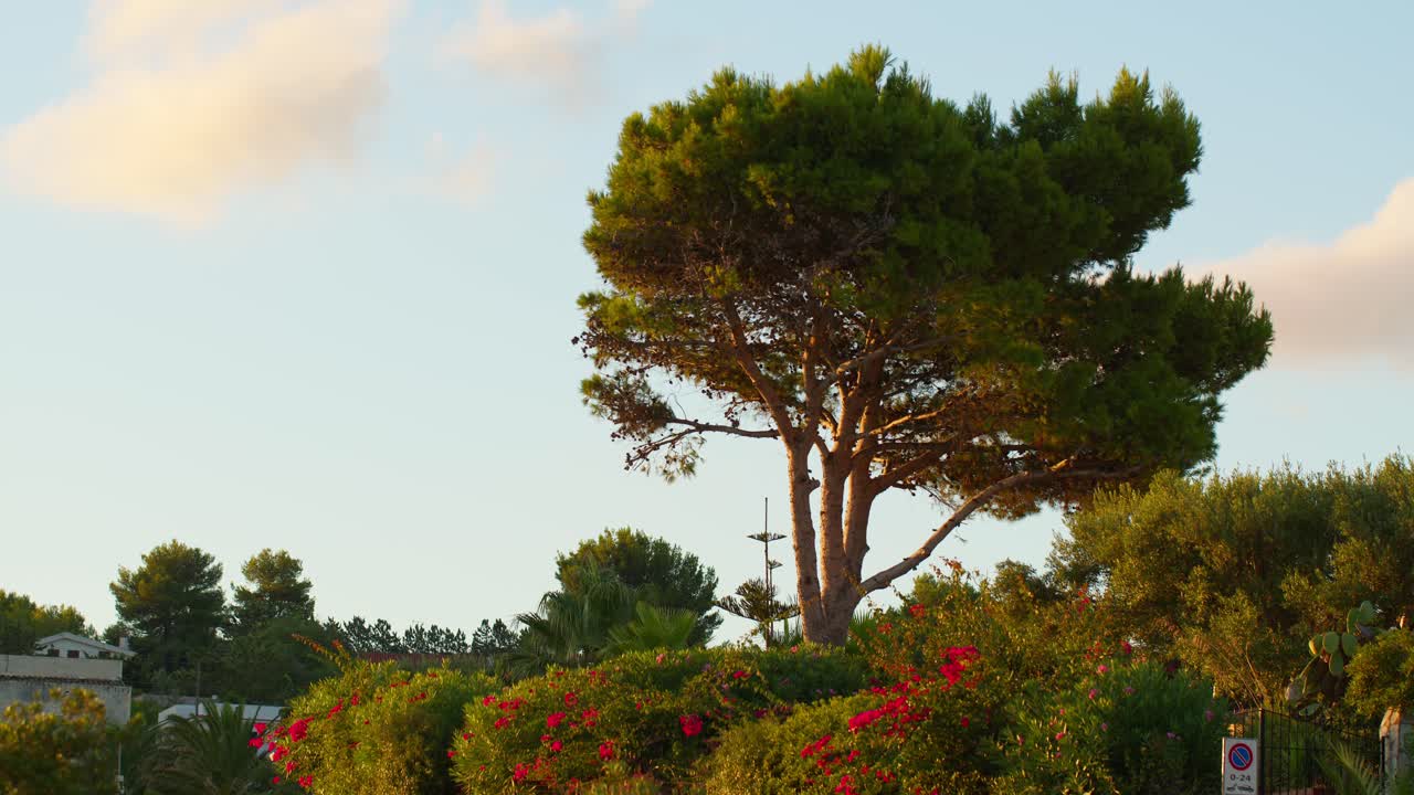 Sunset at Guidaloca Beach, Sicily with lush greenery and calm vibes