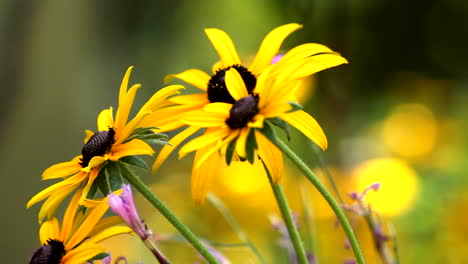 Gloriosa-Gänseblümchen-Im-Garten.-Nach-Rechts-Schwenken