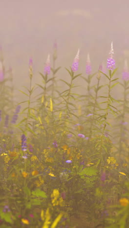 close-up of wildflowers in a misty meadow