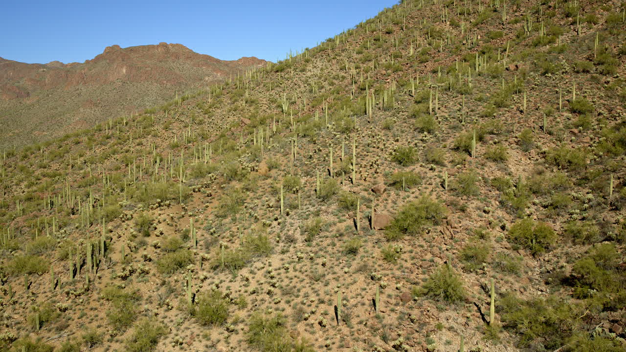 imágenes aéreas de un desierto lleno de cactus saguaro que crecen en las laderas de las montañas