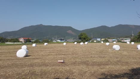 Left-to-right-pan-of-round-ton-bales-of-hay-in-field,-Suncheon,-South-Korea