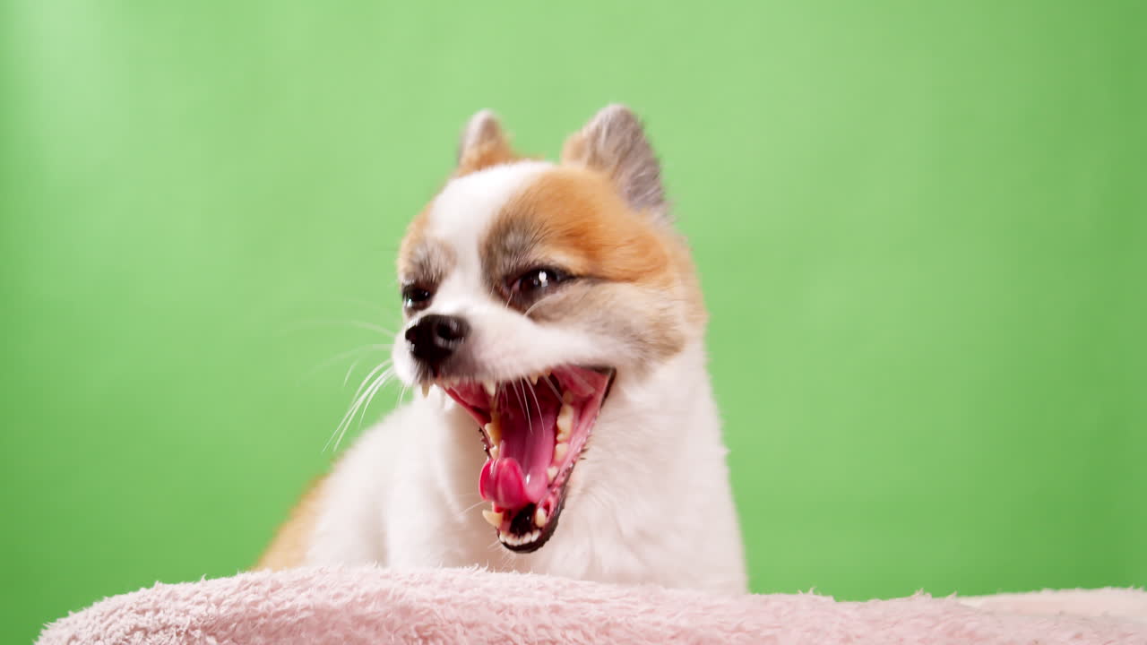 포메라니안 스피츠-4의 귀여운 푹신한 강아지의 초상화