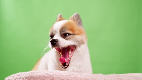 retrato del lindo cachorro esponjoso de pomeranian spitz-4