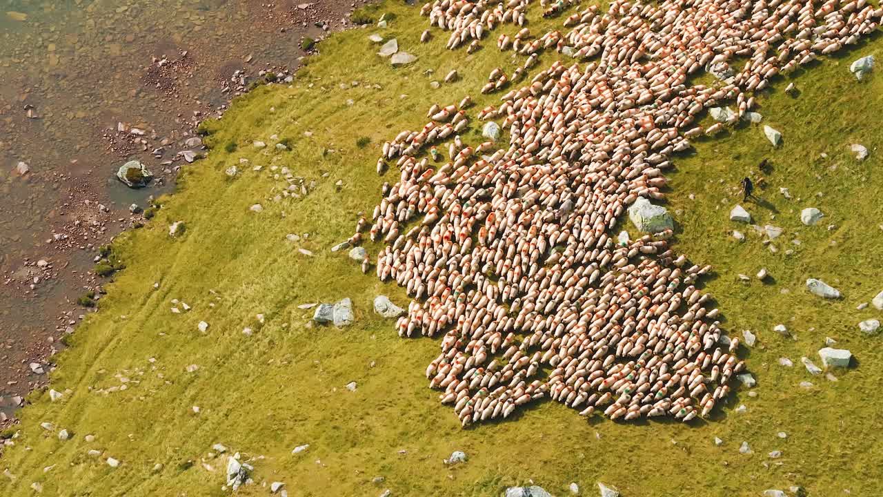 Flock of sheep moving alongside a glacial lake, searching for water, vibrant autumn colors, top aerial close up view