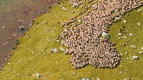 flock of sheep moving alongside a glacial lake, searching for water, vibrant autumn colors, top aerial close up view