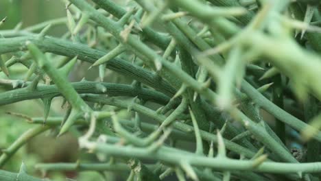 closer view and left side truck camera movement from an adenia globosa plant