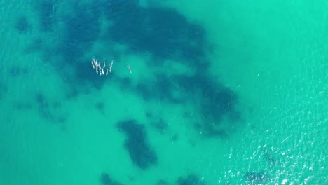 bird's eye view of a pod of bottlenose dolphins swimming in the turquoise waters of cabarita beach, tweed shire, bogangar, northern rivers, new south wales, australia