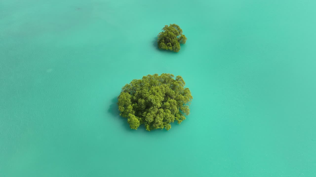 Albero verde sommerso circondato dall'acqua glaciale turchese del lago Tekapo